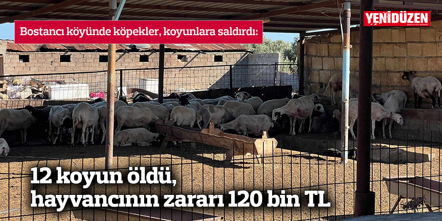 12 koyun öldü, hayvancının zararı 120 bin TL