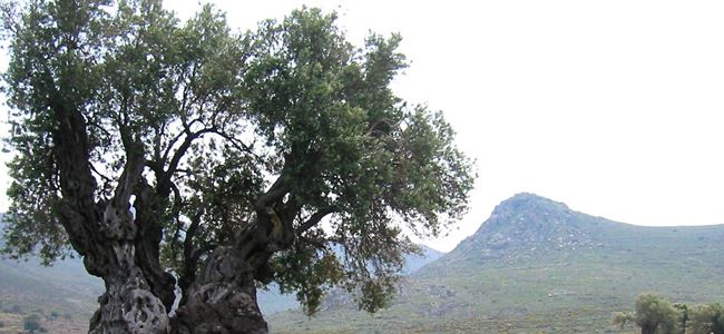 Kalkanlı Anıt Zeytin Ağaçları Gezisi 30 Mart’ta