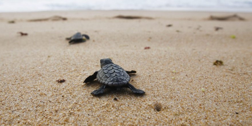 Sezonun ilk yavru deniz kaplumbağaları yuvadan çıktı