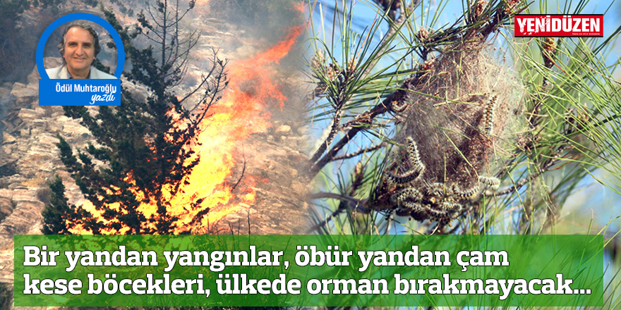 Bir yandan yangınlar, öbür yandan çam kese böcekleri, ülkede orman bırakmayacak...