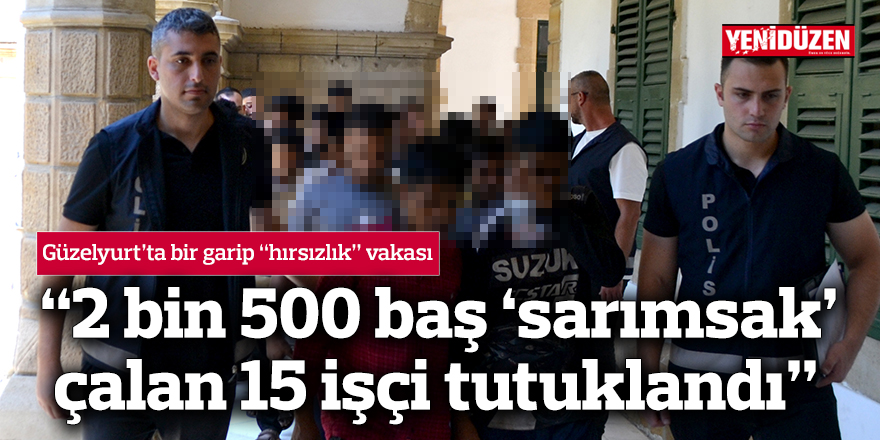 “2 bin 500 baş ‘sarımsak’ çalan 15 işçi tutuklandı”