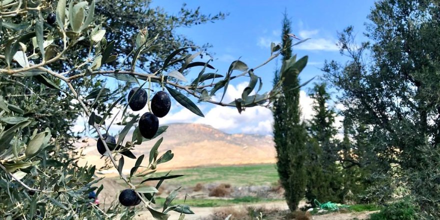 Lefke’de erkenci zeytin 19 Ağustos, yerli zeytin hasadı 2 Eylül’de ...