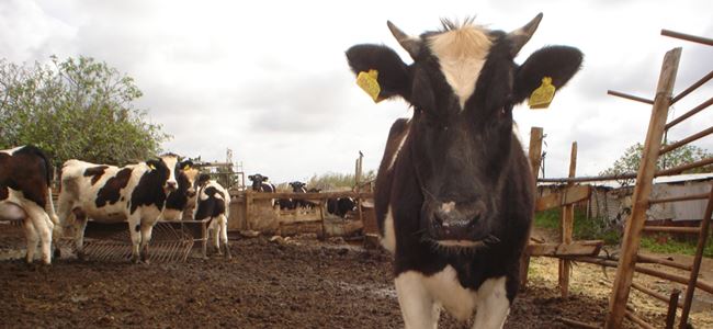 Tazmin paraları ödeniyor