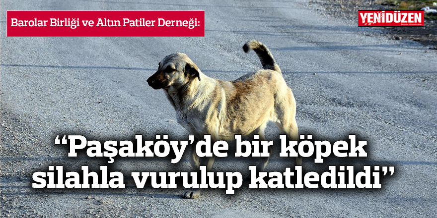 “Paşaköy’de bir köpek silahla vurulup katledildi”