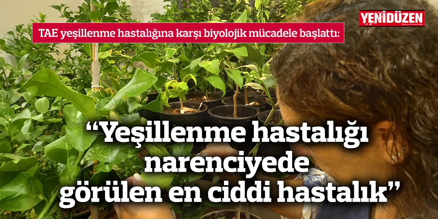 “Yeşillenme hastalığı narenciyede görülen en ciddi hastalık”