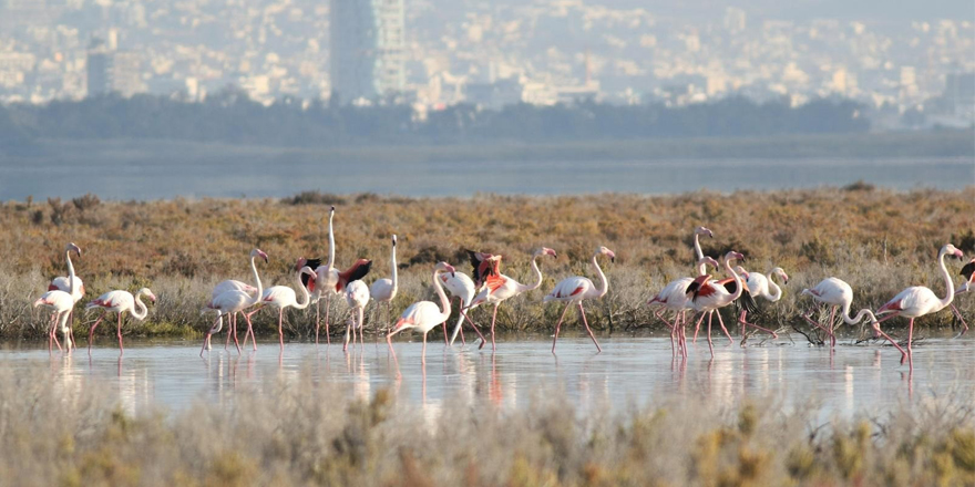 Yüzlerce flamingo Ağrotur Tuz Gölü'ne geri döndü