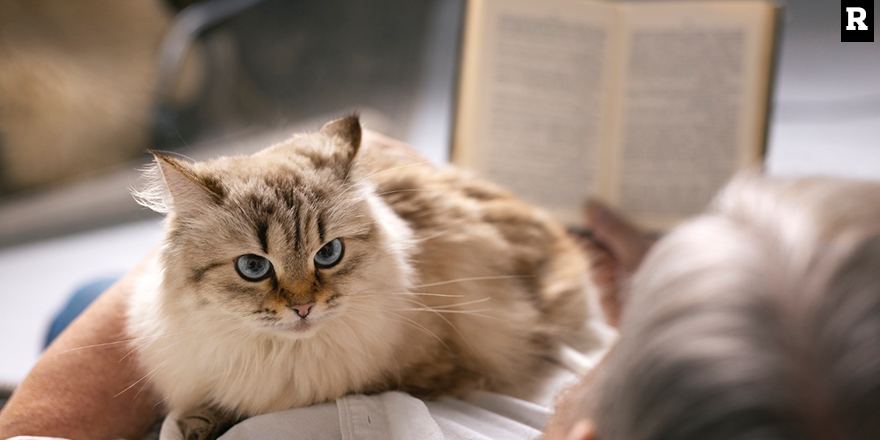 Beslenme ile Kedi Tüyündeki Alerjenler Azaltılabilir mi?