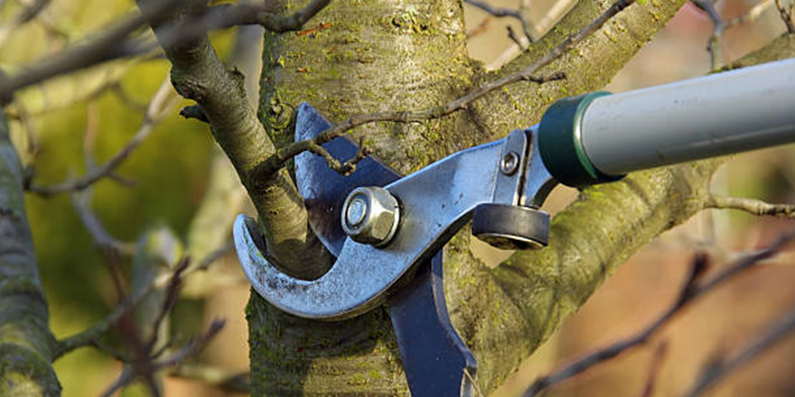 Gazimağusa’da trafikte tehlike içeren ağaçların budanmasına yarın da devam edilecek