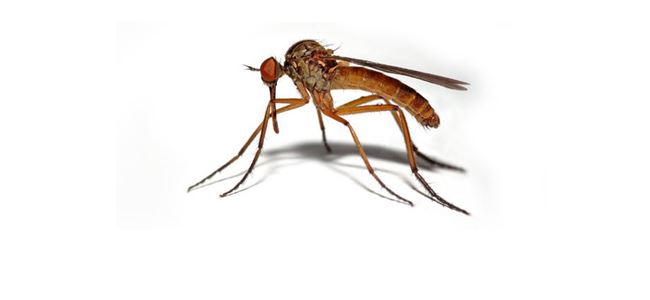 Sivrisinekleri Kamboçya balıkları yok edecek