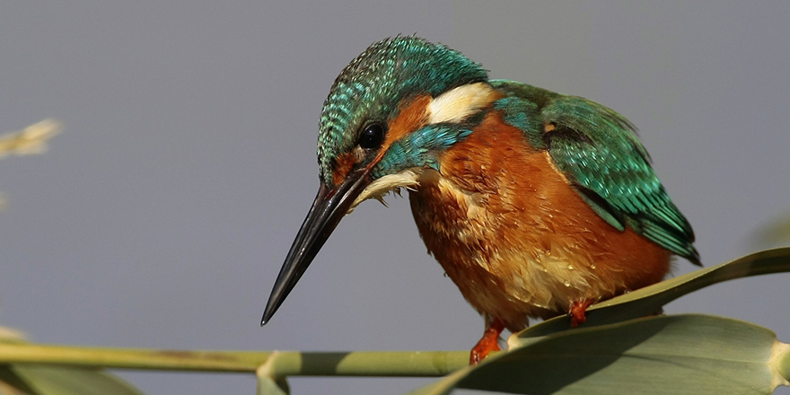 FODER’de kuş fotoğrafçılığı konuşuldu