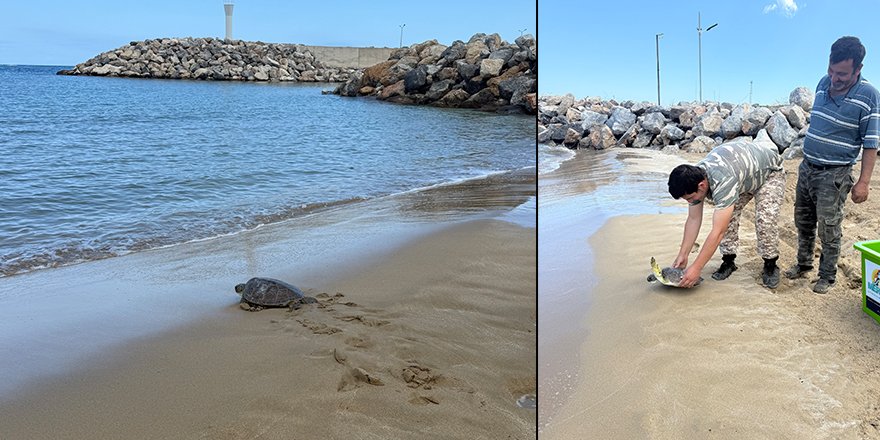 Meritta iki deniz kaplumbağasını mavi sulara uğurladı