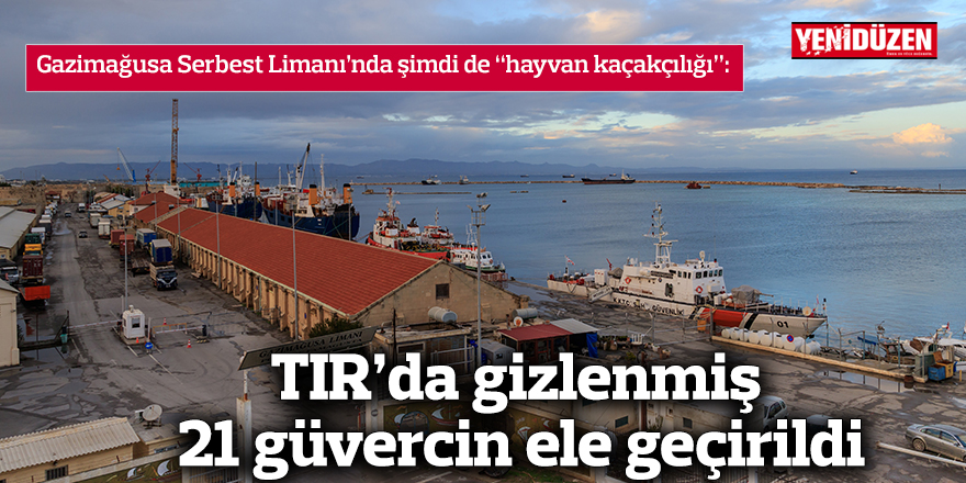 TIR’da gizlenmiş 21 güvercin ele geçirildi