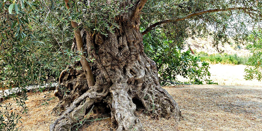 "Anıt zeytin ağaçlarının yaşatılması ve turizme kazandırılması" konuşuldu