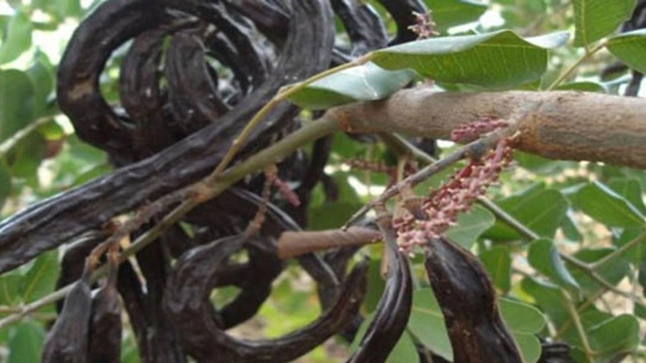 11 Ağustos'tan itibaren Gazimağusa bölgesinde harnup toplanabilecek