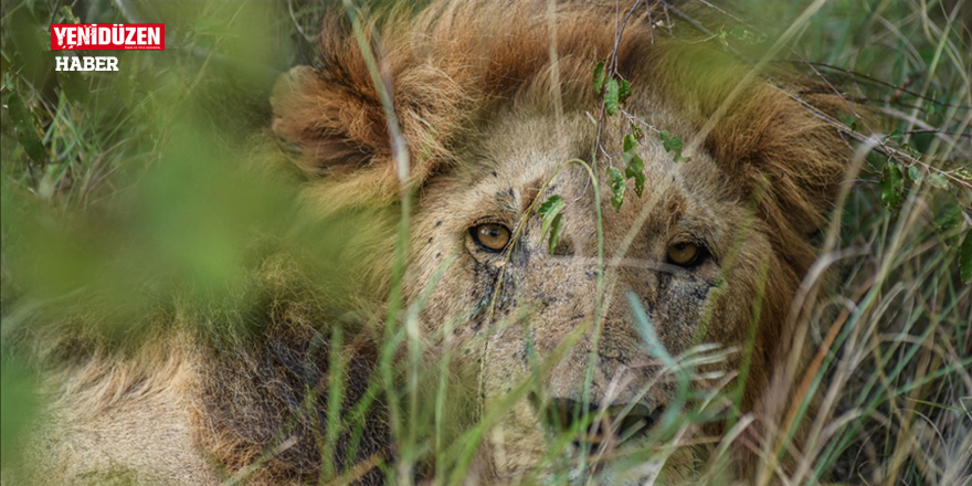 Afrika'da aslanlar, habitat kaybı, avcılık ve kemik ticareti kıskacında