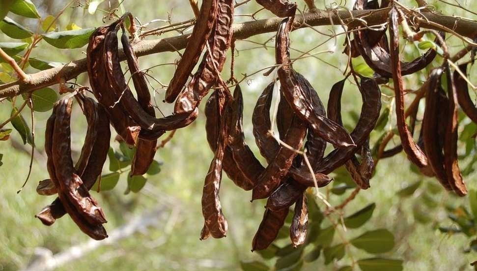 Lefkoşa’da harnup hasadı 23 Ağustos’ta, zeytin hasadı ise 30 Ağustos’ta başlayacak