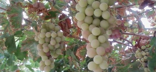 32 üzüm çeşidi ve tipleri KAYIT ALTINDA