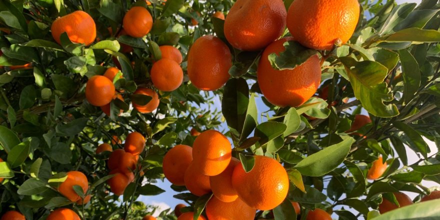 Narenciye Üreticiler Birliği Derneği, hükümetin bir an önce üreticiyi ödemesini istedi