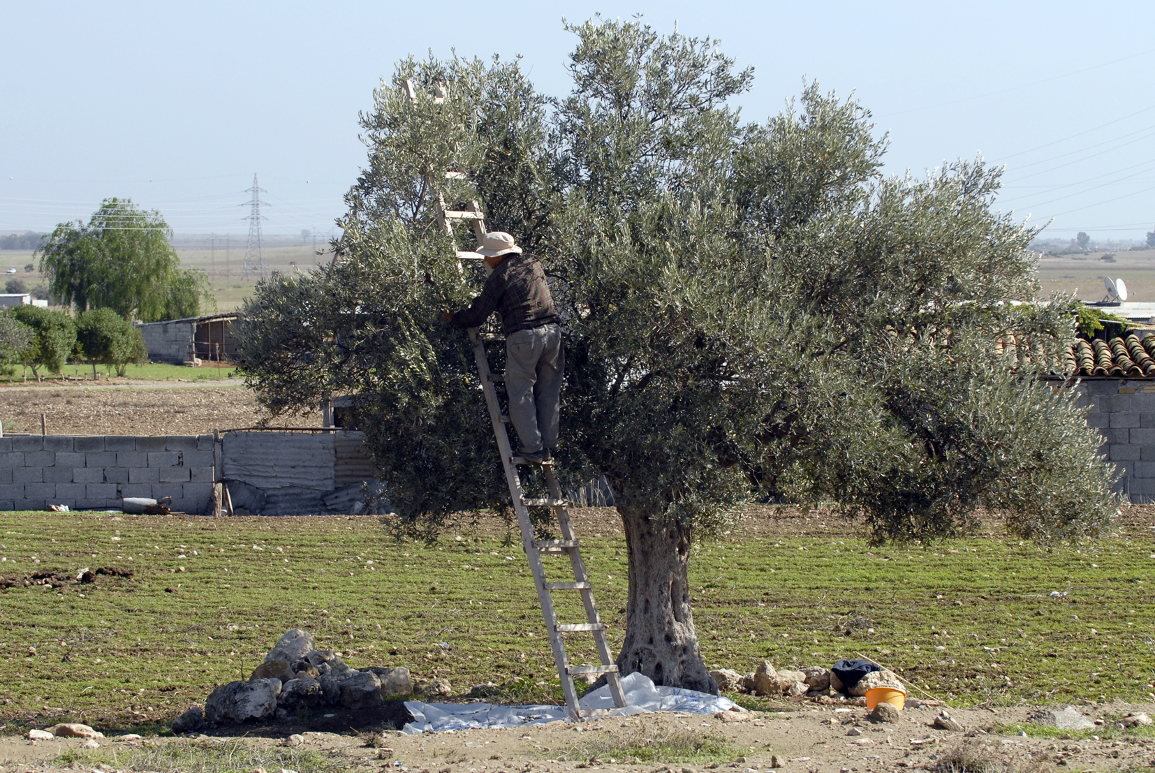 Girne’de zeytin toplama tarihleri açıklandı