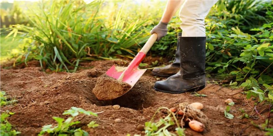 “Fare Mücadele Projesi” başlatılıyor...