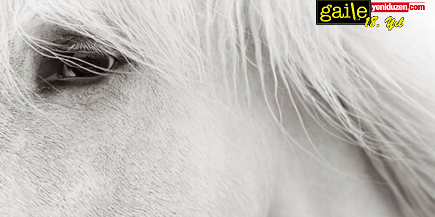 Atı Yalnız Bırakmak*