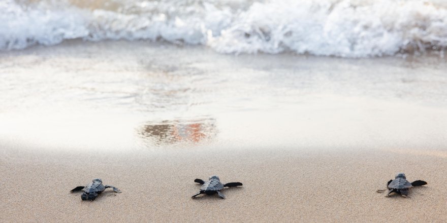 Yavru kaplumbağalar yaşama ilk adımlarını Merit kumsalında attı