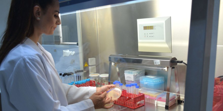 “Yeni bakteriyofaj türü Alasiavirus keşfedildi”