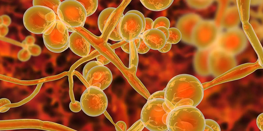 Türk üniversiteleri, Candida auris mantarıyla ilgili araştırma yaptı