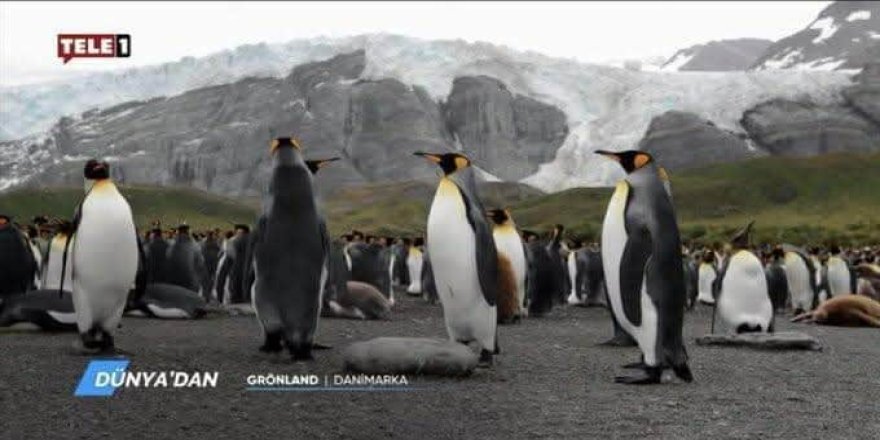 Tele1’e atanan kayyumun ilk icraatı penguen belgeseli yayınlatmak oldu