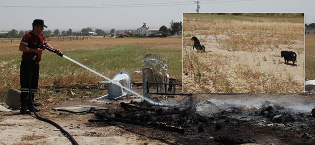 Köpekler yanmaktan ucuz kurtuldu!