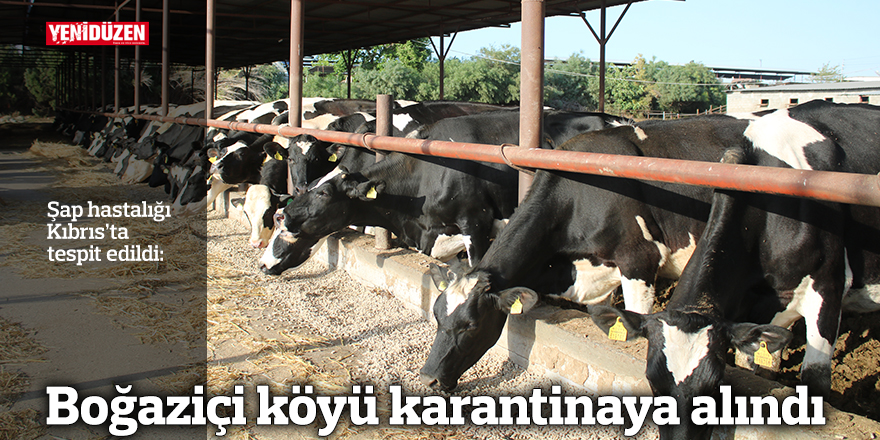 Şap hastalığı Kıbrıs’ta tespit edildi