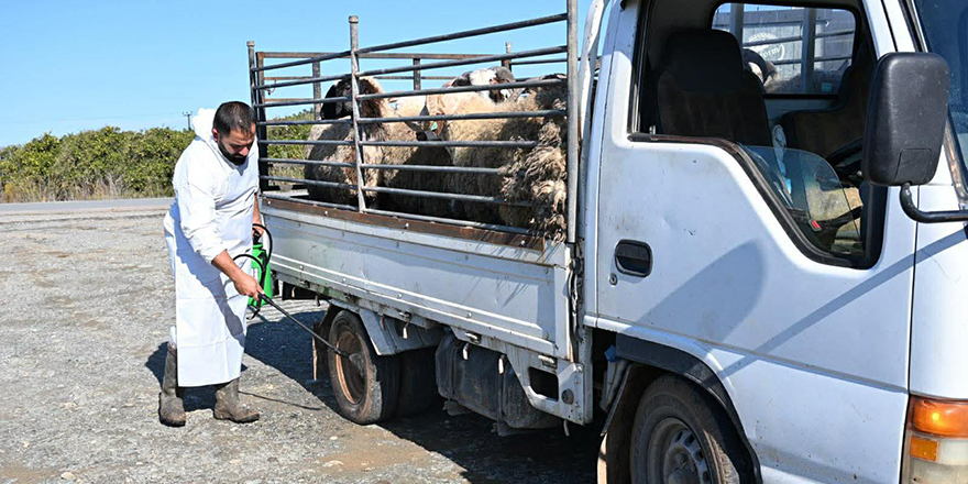 Lefke Belediyesi, şap hastalığına karşı dezenfeksiyon uygulaması başlattı