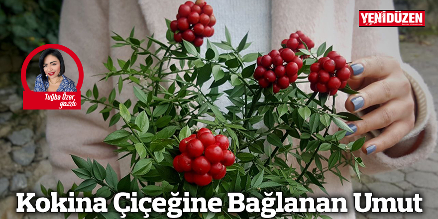 Kokina Çiçeğine Bağlanan Umut