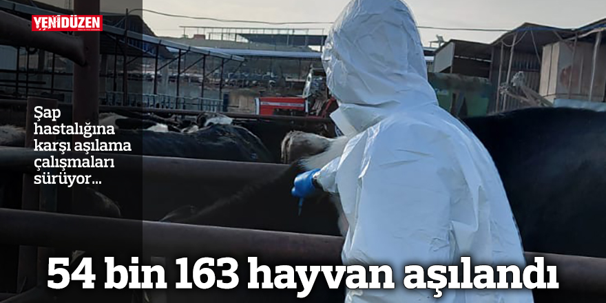 54 bin 163 hayvan aşılandı