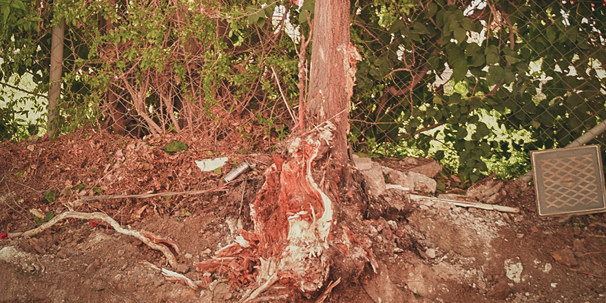 Devrilme riski taşıyan ağaç kesilecek