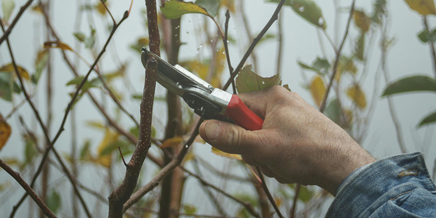 Mart ayı kritik eşik: Bahçe bakımında doğru zamanlama verimi belirliyor