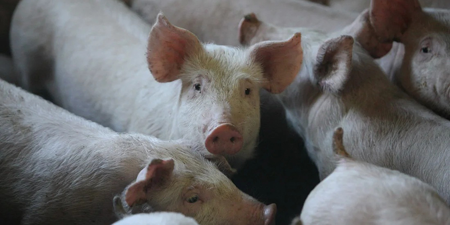 Güneyde şap hastalığı domuz çiftliklerine de sıçradı