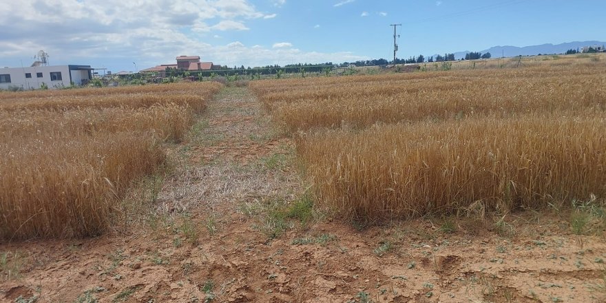 Mormenekşe'deki deneme parsellerinde 4 arpa çeşidi öne çıktı