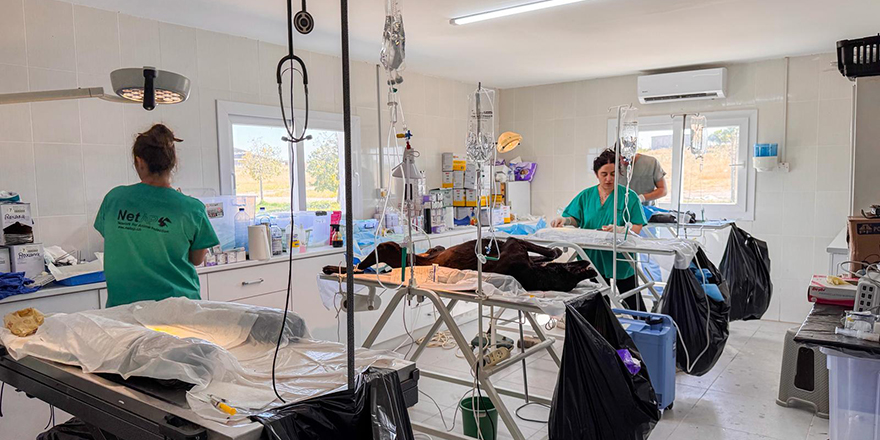Mağusa’da 317 sokak hayvanı kısırlaştırıldı