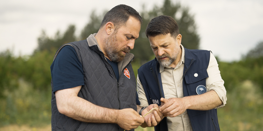 Arpa çeşit adaylarının hasadı yapıldı