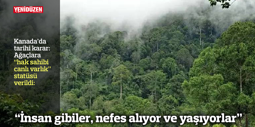 Kanada’da ağaçlara “hak sahibi canlı varlık” statüsü verildi