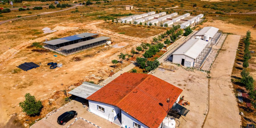 Gazimağusa Belediyesi, son beş yılda 600’ü aşkın hayvanı kısırlaştırdı
