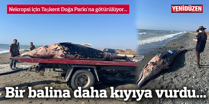 Bir balina daha kıyıya vurdu...
