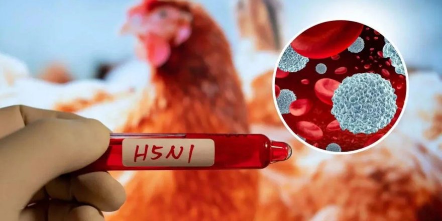 Yeni Zelanda'da ilk kuş gribi vakası doğrulandı