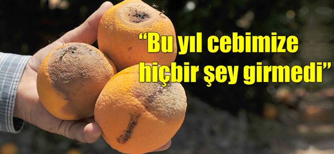 Narenciye üreticileri sektördeki sorunları anlattı