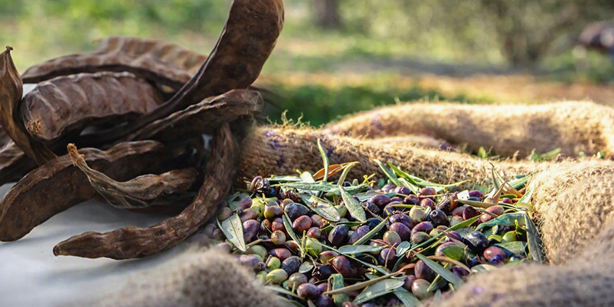 Güzelyurt'ta zeytin ve harnup hasat tarihleri belirlendi