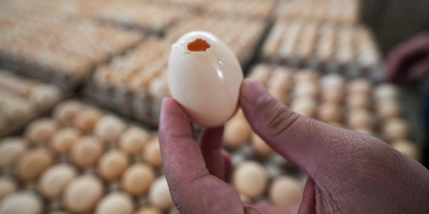 İngiltere'de salmonella salgınında 1 kişi öldü, 207 vaka tespit edildi