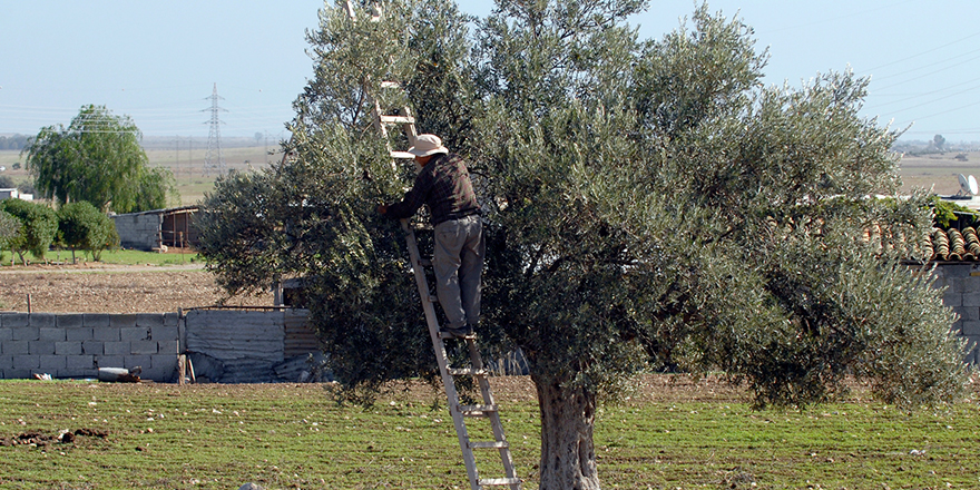 Girne’de zeytin toplama tarihleri açıklandı