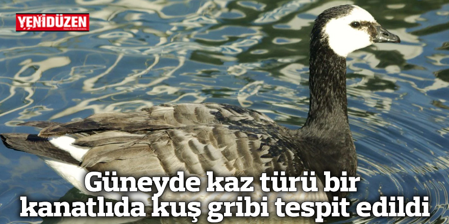 Güneyde kaz türü bir kanatlıda kuş gribi tespit edildi