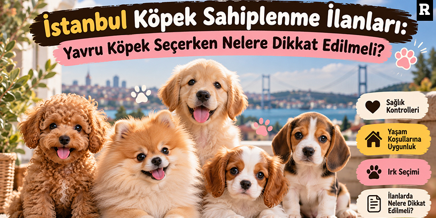 İstanbul Köpek Sahiplenme İlanları: Yavru Köpek Seçerken Nelere Dikkat Edilmeli?